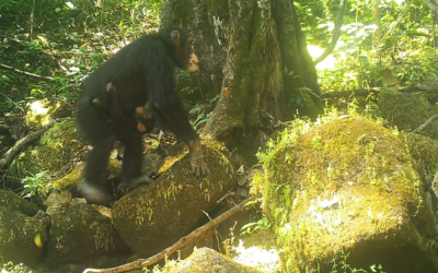 Citizen science by community rangers to monitor chimpanzees