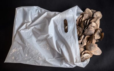 Over 100 NGOs Urge WHO to Address Use of Endangered Species in Traditional Medicine