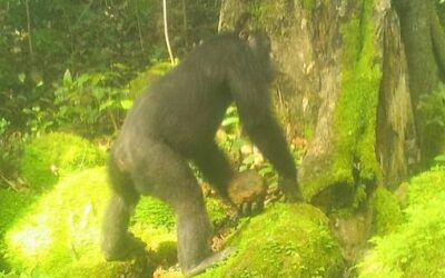 New Insights Into Rare Stone-Throwing Behavior in Chimpanzees