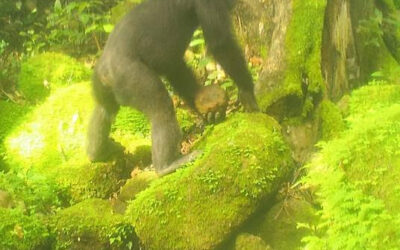 New Insights Into Rare Stone-Throwing Behavior in Chimpanzees